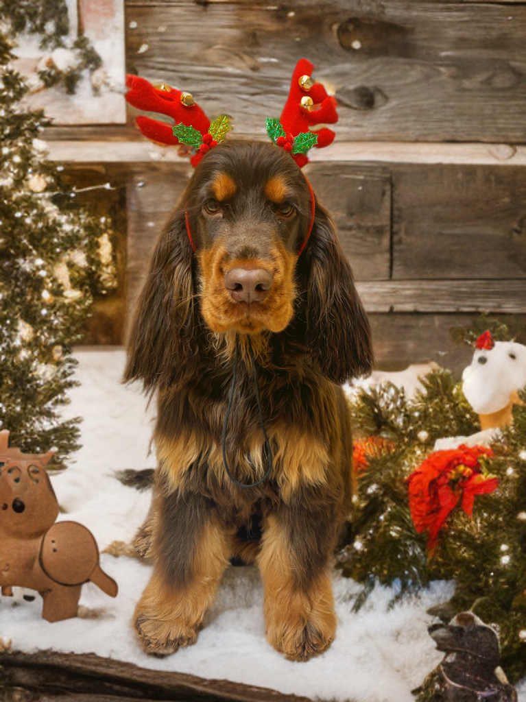 La Toelettatura di Giada - Foto 6