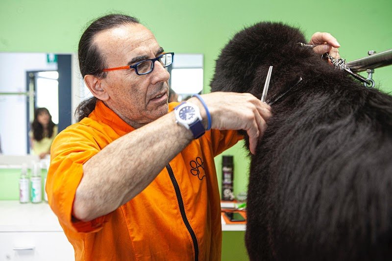 La Toelettatura Luino - Foto 1