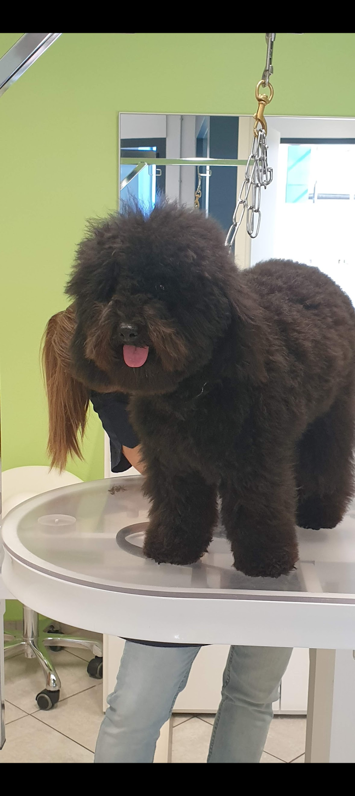 La Toelettatura Luino - Foto 3