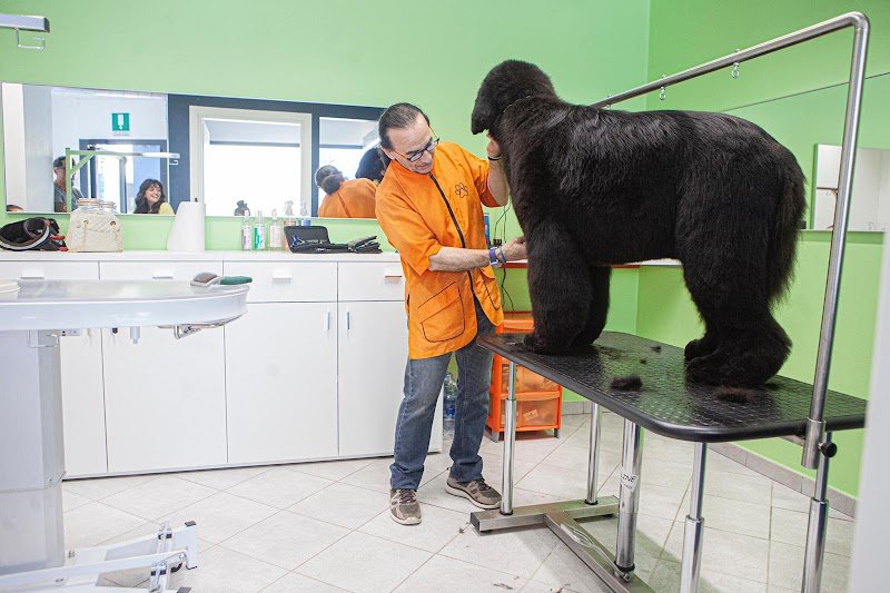 La Toelettatura Luino - Foto 4