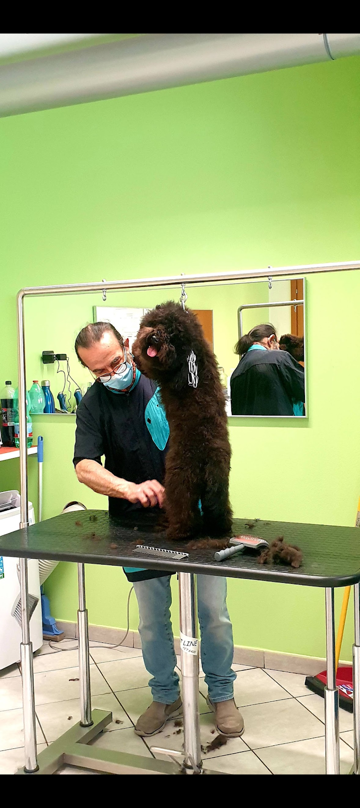 La Toelettatura Luino - Foto 5