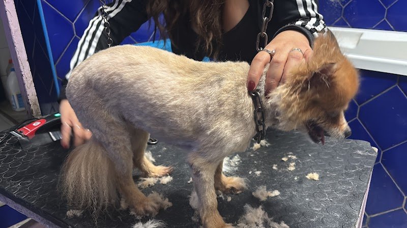 La Toelettatura - Foto 2