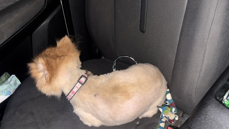 La Toelettatura - Foto 3