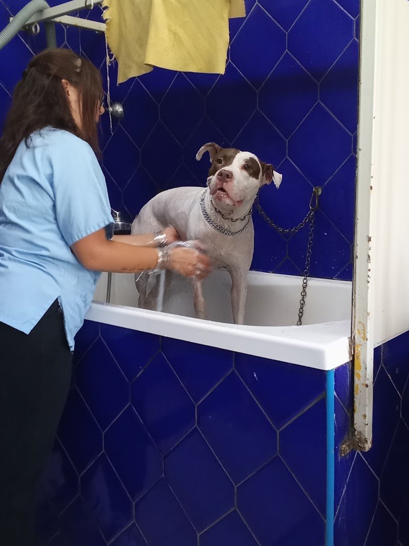 La Toelettatura - Foto 4