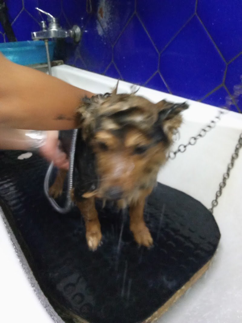 La Toelettatura - Foto 5