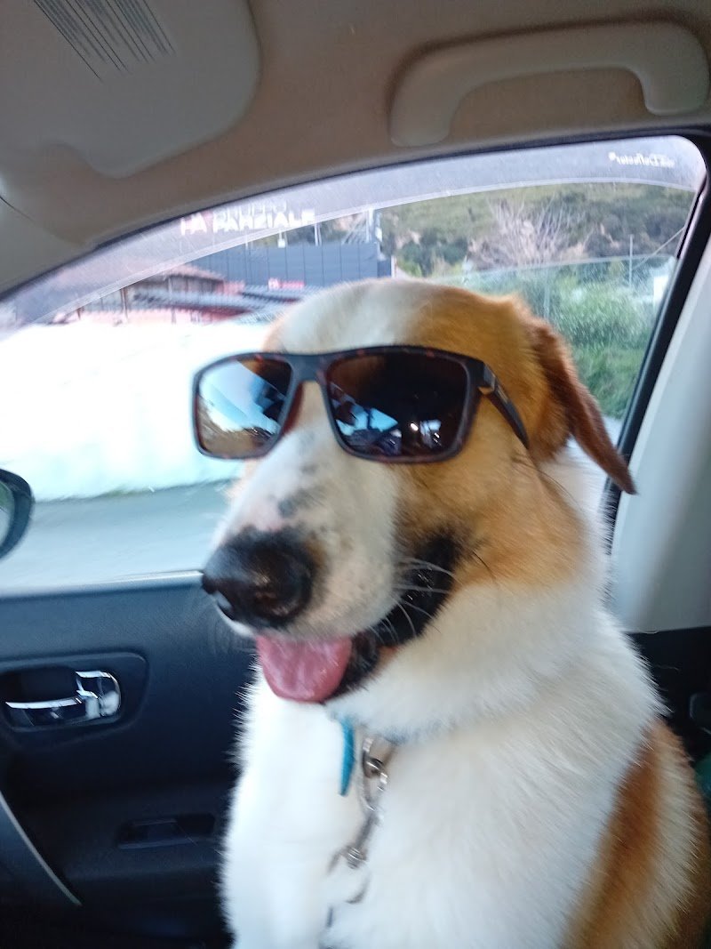 La Toelettatura - Foto 6