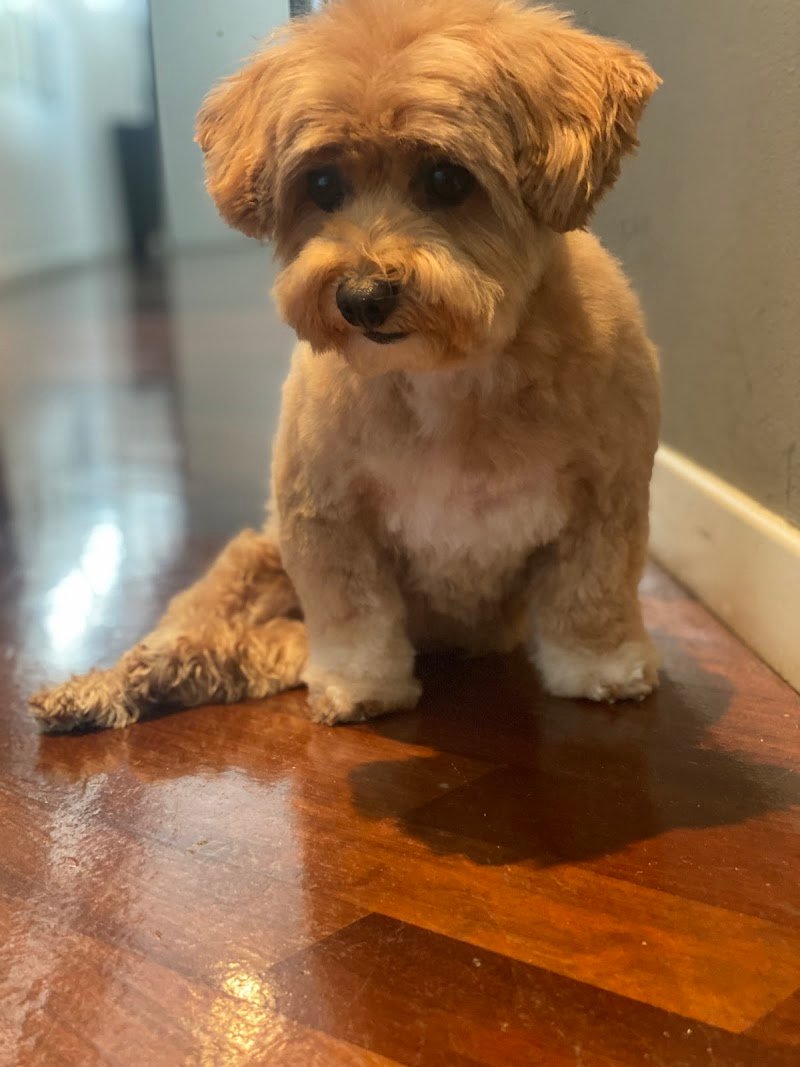 La Toletta - Toelettatura Animali - Foto 2