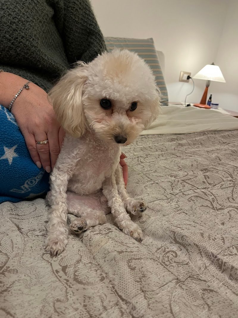 La Toletta - Toelettatura Animali - Foto 5