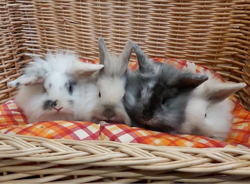 La Valle di Ester - Foto 3