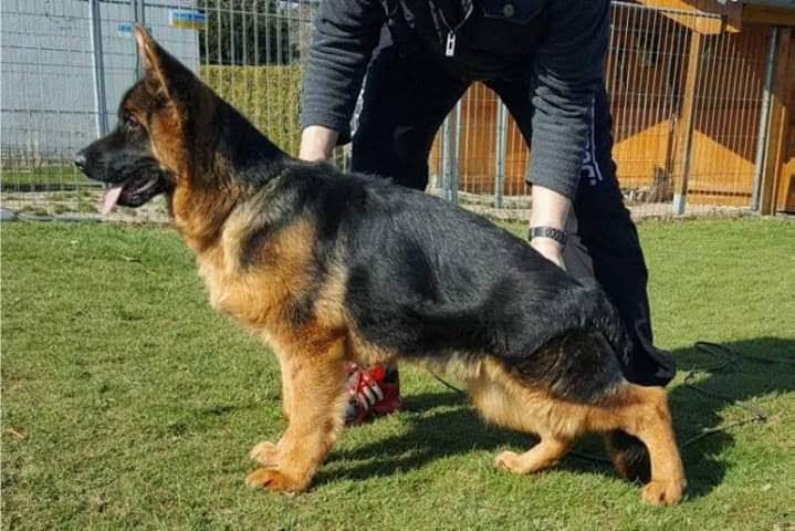 La zampa nel cuore di Giuseppe Mattia - Foto 1