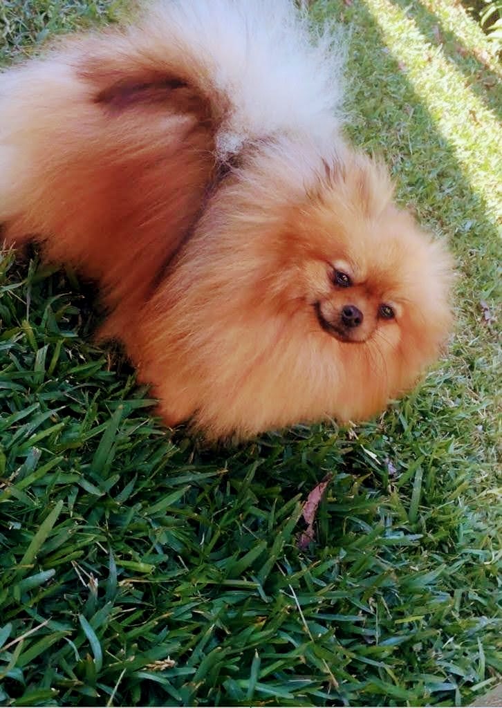 La zampa nel cuore di Giuseppe Mattia - Foto 6