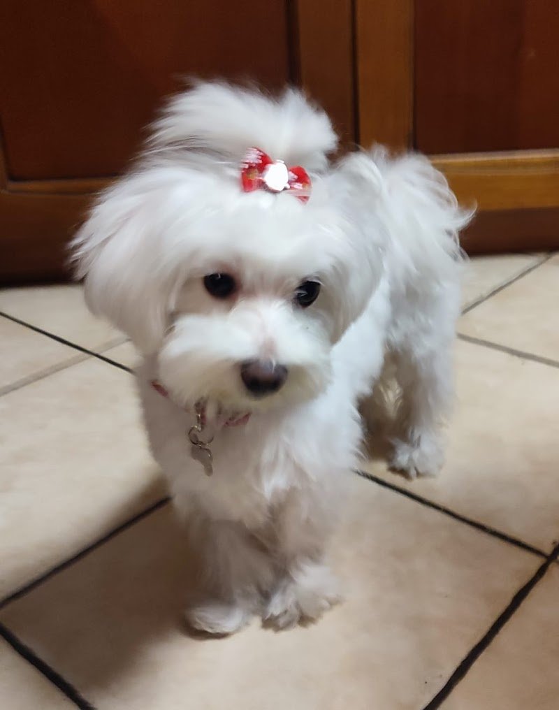 Lacca e Brillantina - Foto 3