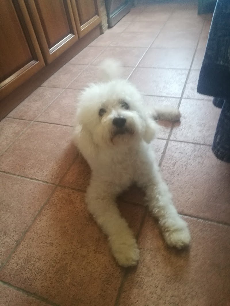 Lacca e Brillantina - Foto 4