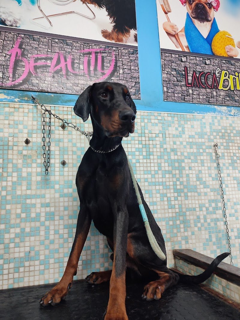 Lacca e Brillantina - Foto 5