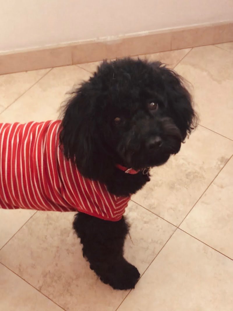 Lacca e Brillantina - Foto 6