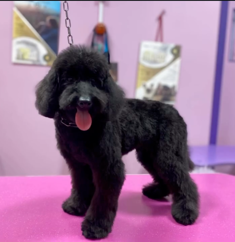 L'Airone | Toelettatura Cani - Foto 2