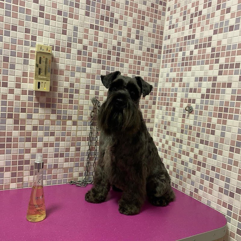 L'Airone | Toelettatura Cani - Foto 6