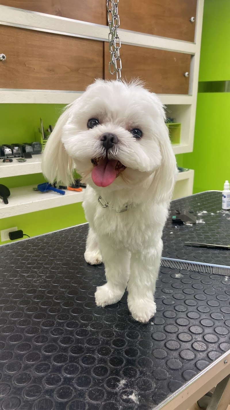 Lala' - Pet a Porter - Foto 1