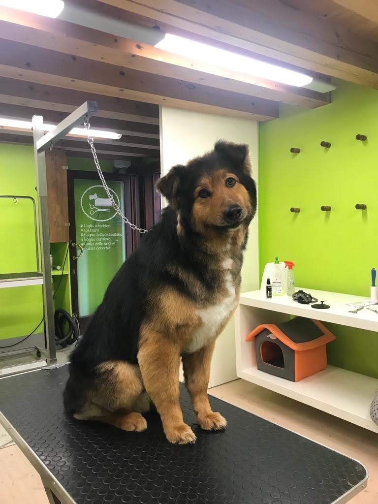 Lala' - Pet a Porter - Foto 2