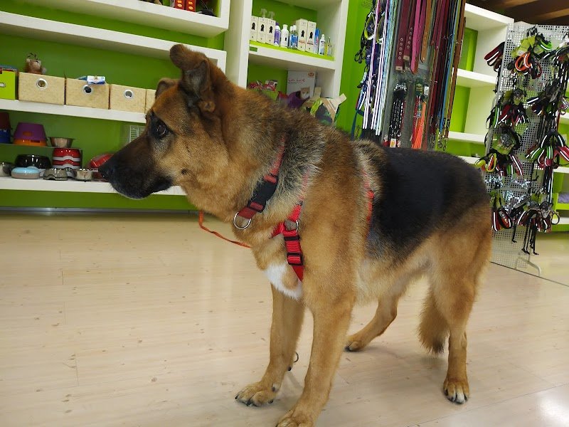 Lala' - Pet a Porter - Foto 4