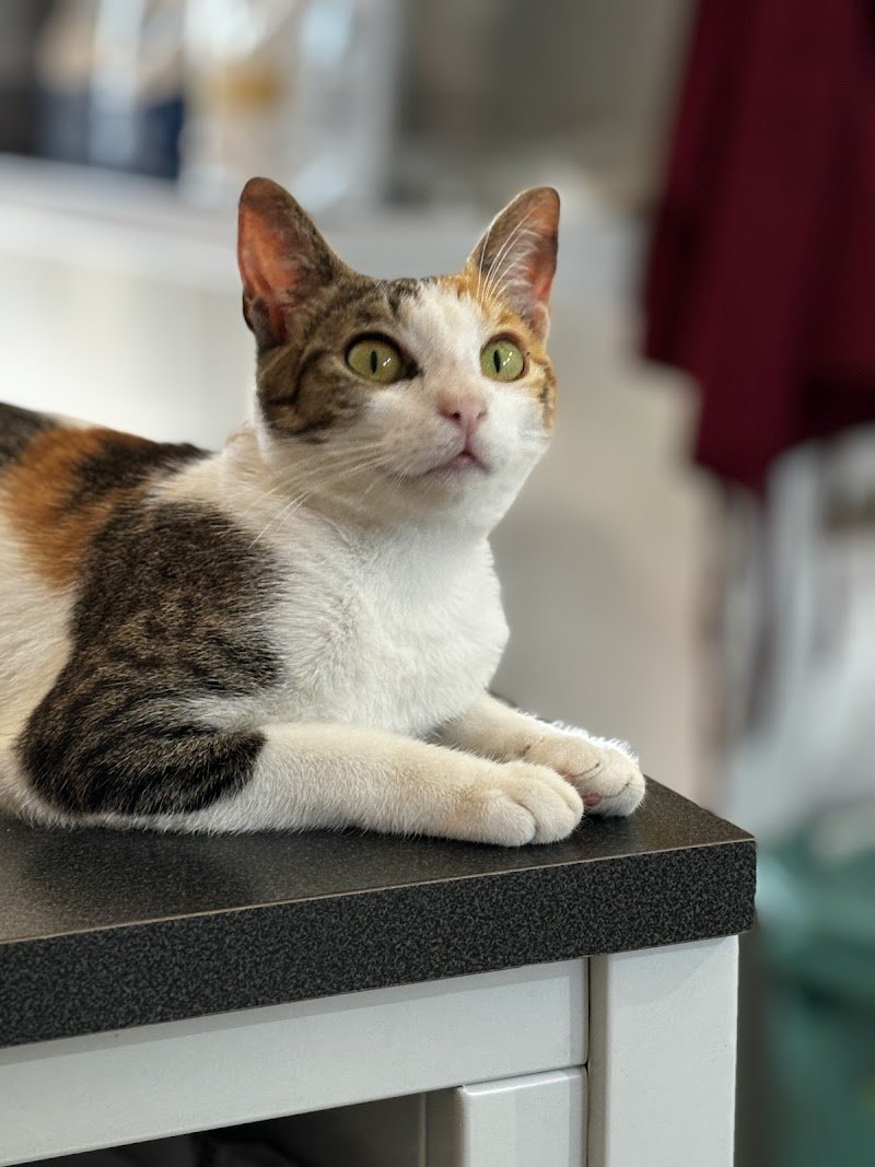 L'amica degli animali di Iaia Maddalena - Foto 2