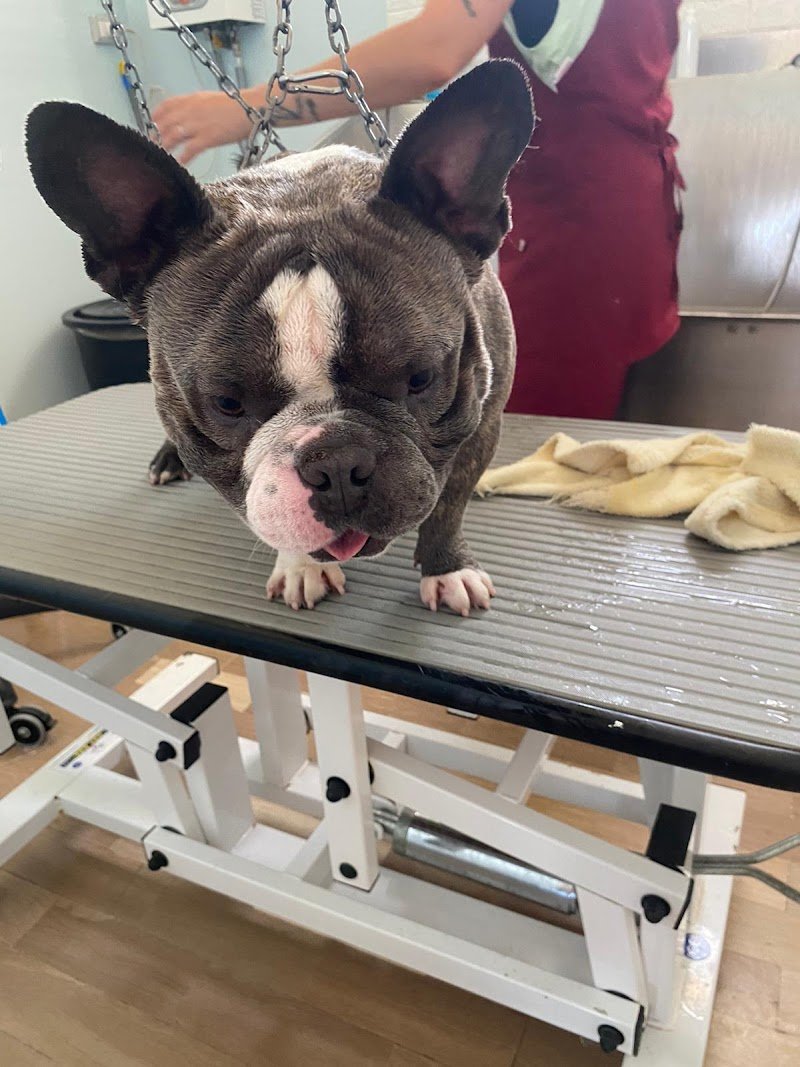 L'amica degli animali di Iaia Maddalena - Foto 4