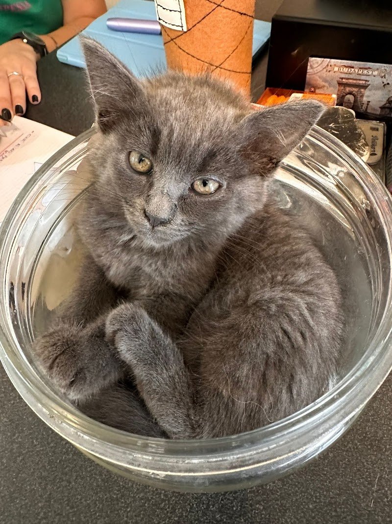 L'amica degli animali di Iaia Maddalena - Foto 5