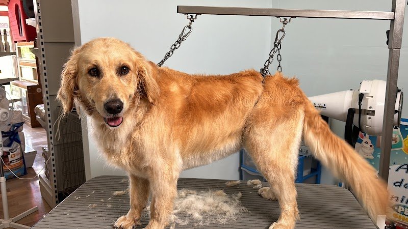 L'amica degli animali di Iaia Maddalena - Foto 6