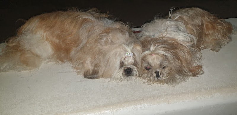 L'amico Degli Animali - Foto 5