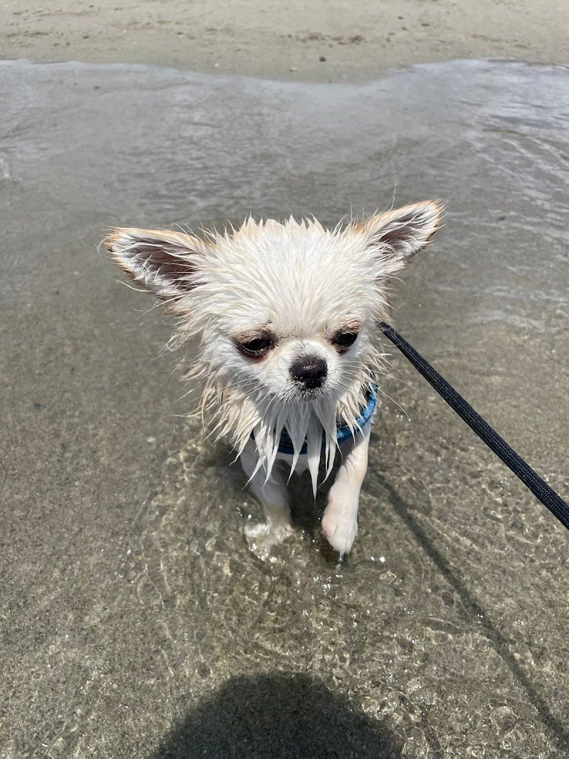 L’angolo Bestiale - Foto 5