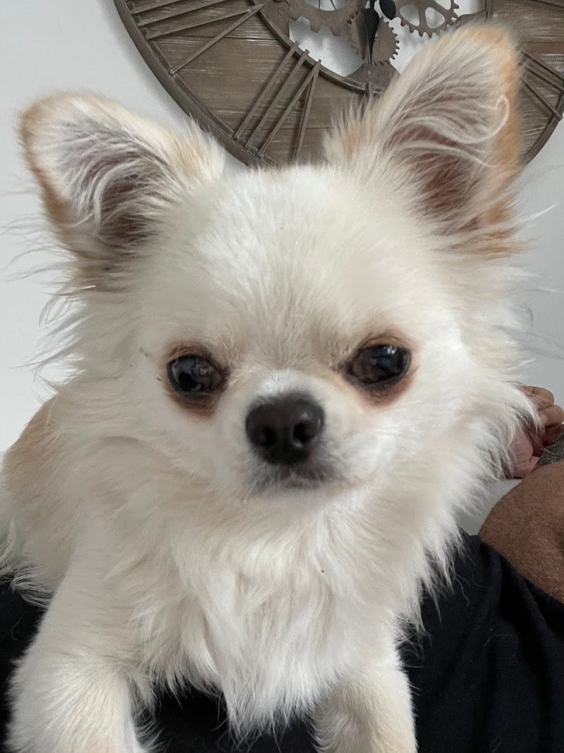 L’angolo Bestiale - Foto 6