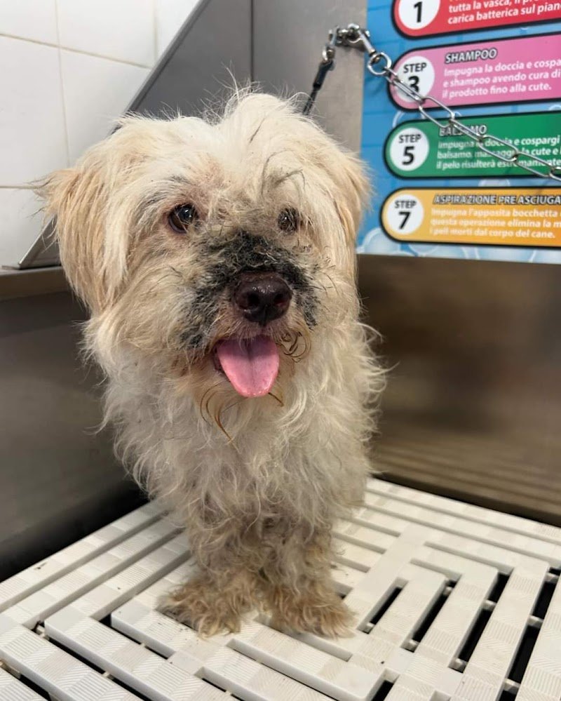 L'Angolo dei pelosetti DOG SHOWER POINT - Foto 2