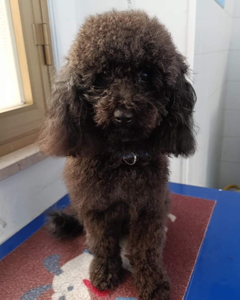 L'Angolo dei pelosetti DOG SHOWER POINT - Foto 3