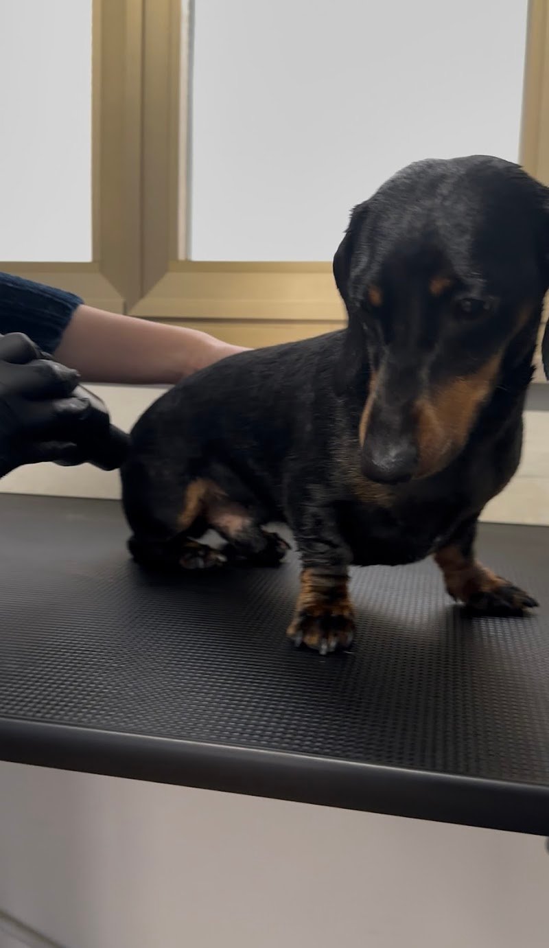 L'Angolo dei pelosetti DOG SHOWER POINT - Foto 6