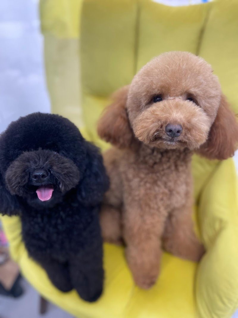 L'Angolo di Anubi, toelettatura cani e gatti - Foto 1