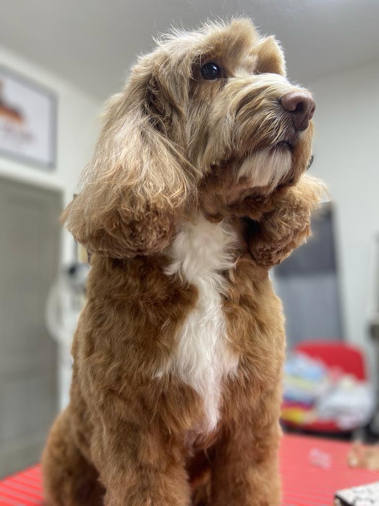 L'Angolo di Anubi, toelettatura cani e gatti - Foto 3