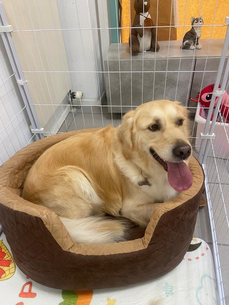 L'Angolo di Anubi, toelettatura cani e gatti - Foto 4