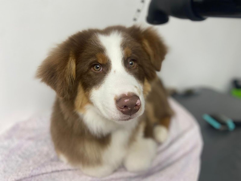 L'Angolo di Anubi, toelettatura cani e gatti - Foto 5