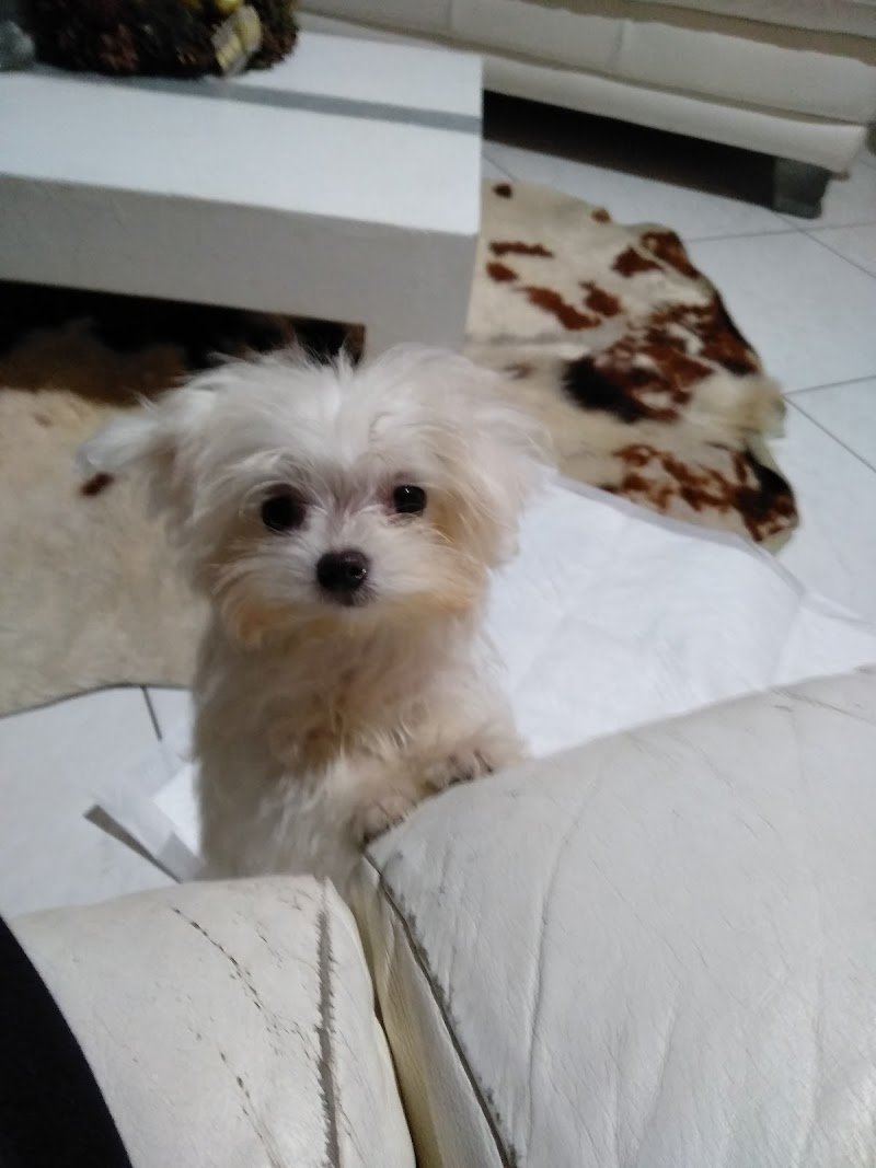 L'arca di noé - Foto 3