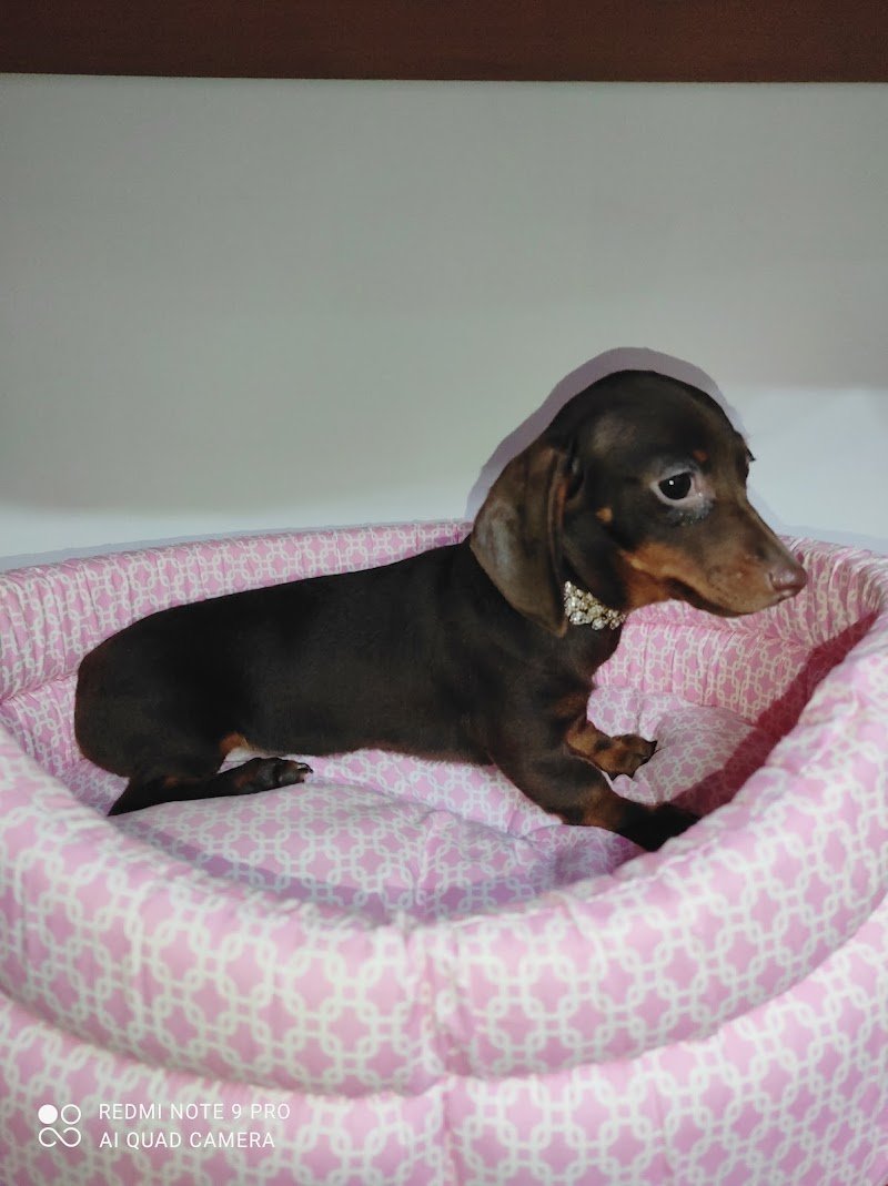 L'arca di noé - Foto 4