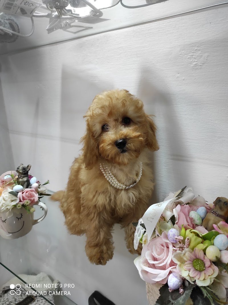 L'arca di noé - Foto 5