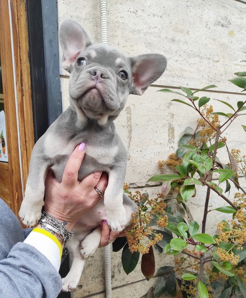 L'arca di noé - Foto 6