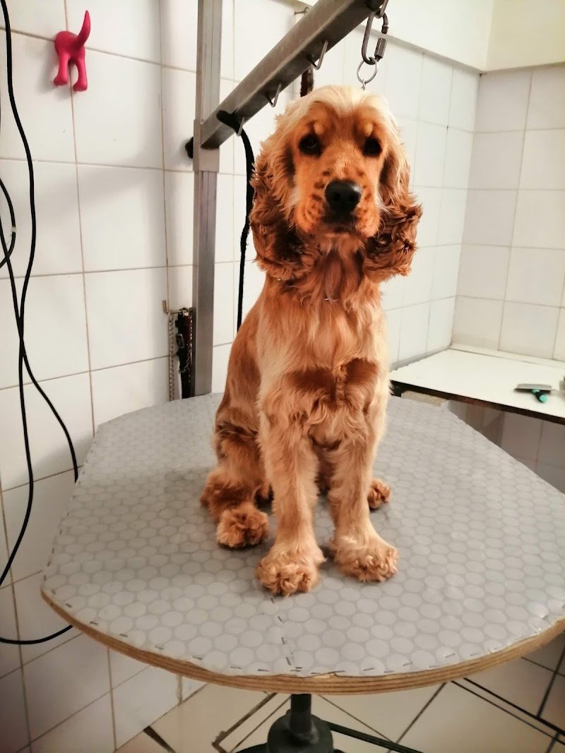 L'ARCA DI NOÈ - Foto 1