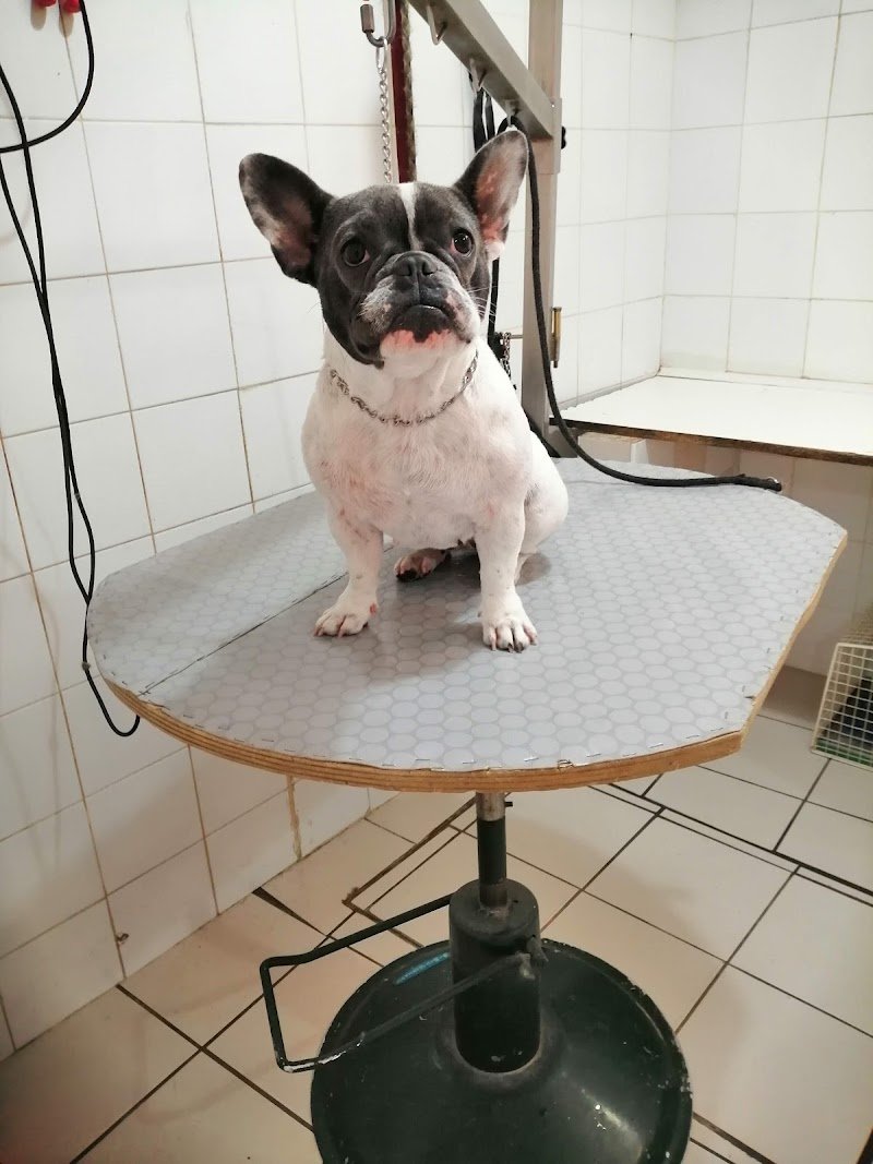 L'ARCA DI NOÈ - Foto 2