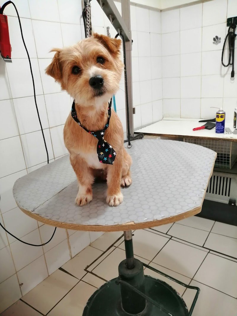 L'ARCA DI NOÈ - Foto 3