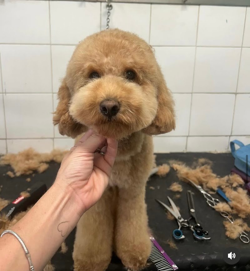 L'Arca Di Noe' di Ginevra Malvolti - Foto 1