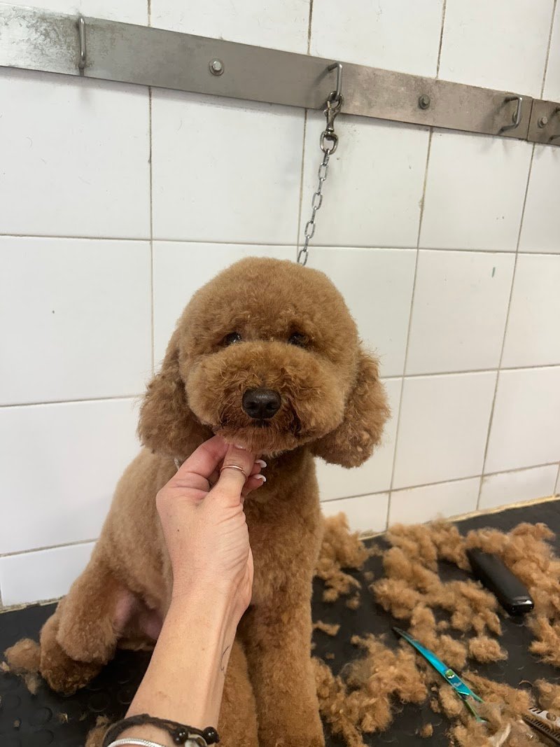 L'Arca Di Noe' di Ginevra Malvolti - Foto 3