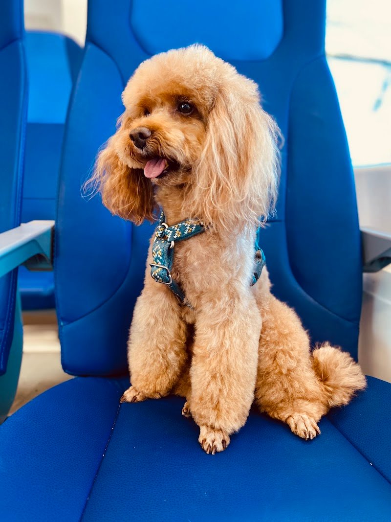 L'Arca Di Noe' di Ginevra Malvolti - Foto 4