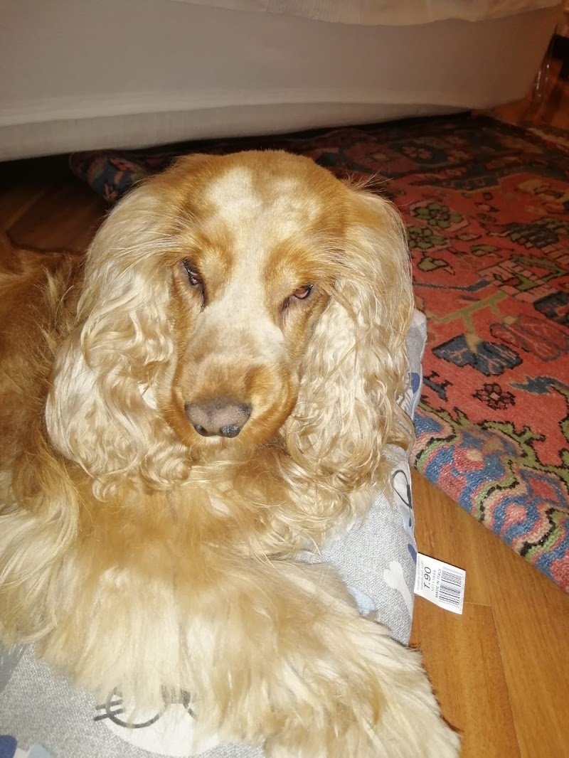 L'Arca Di Noe' di Ginevra Malvolti - Foto 6