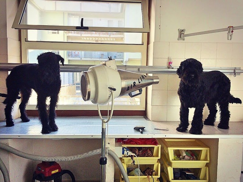 L'Arca Di Noè di Pace Ioele - Foto 2